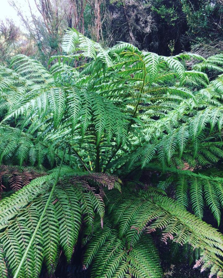 Strahan Wilderness Lodge Bagian luar foto